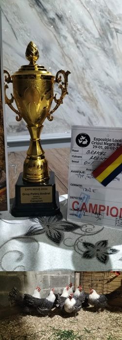 Ouă de vânzare Brakel Argintiu