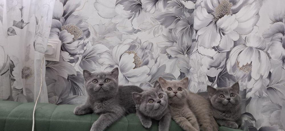 Британские котята с документами