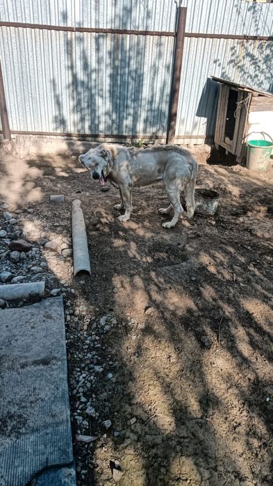 Отдам даром Алабай