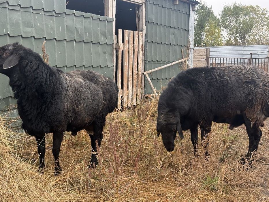Кошкары гисарской и едолбайской пароды