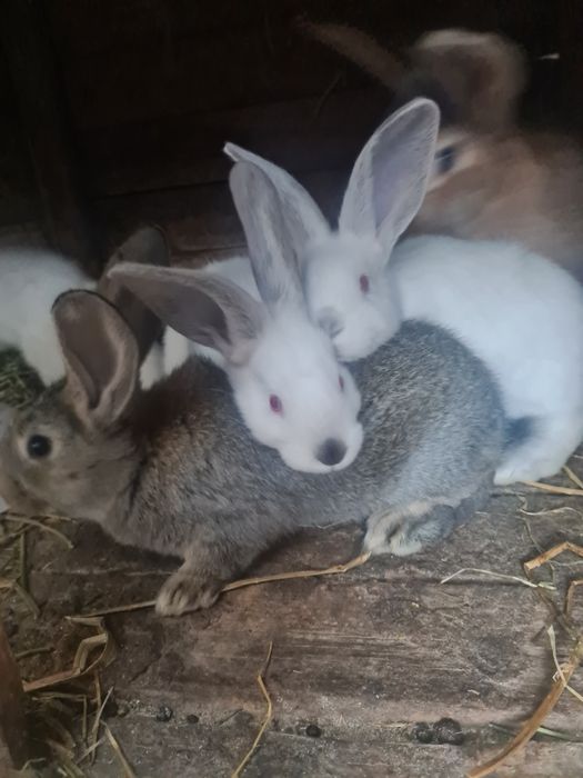 Vând jepuri de diferite varste