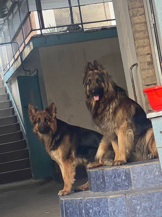 Продаються щенки