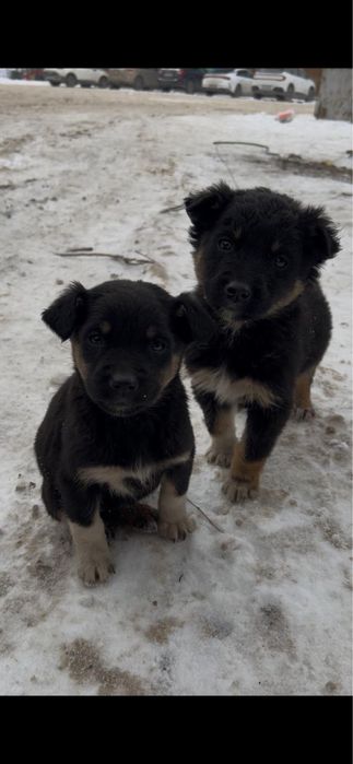 Ищем дом щенятам