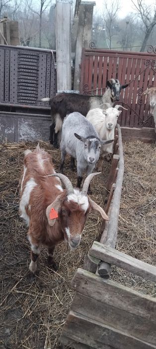 Capre tinere de vânzare