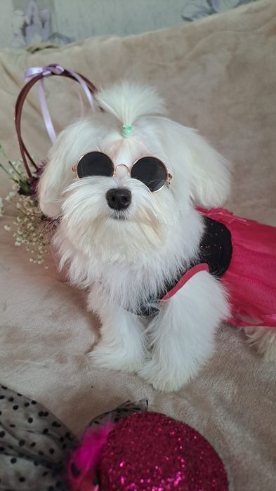 Милашки щенки мальтеза