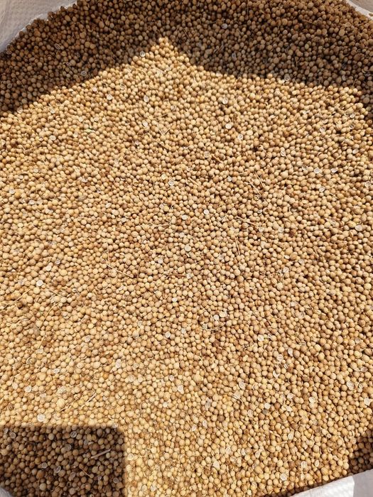 Продавам заготвен кориандър и семена