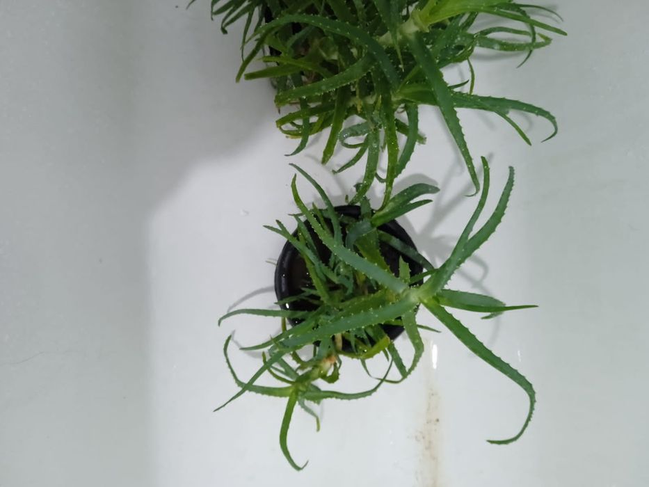 Алоэ вера и алое лечебное