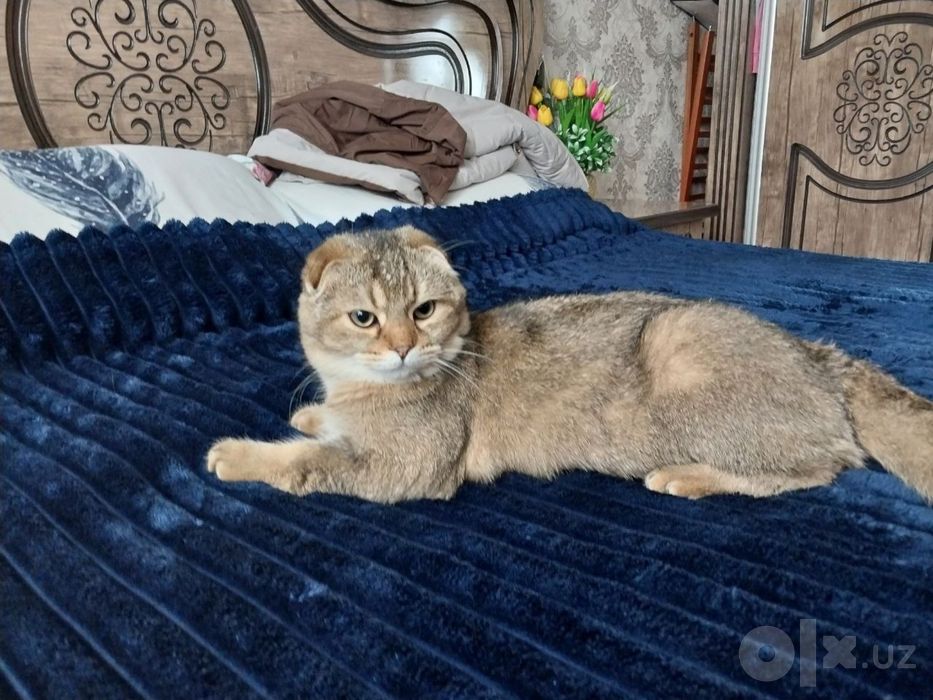 Скотиш фолд кот 1 год