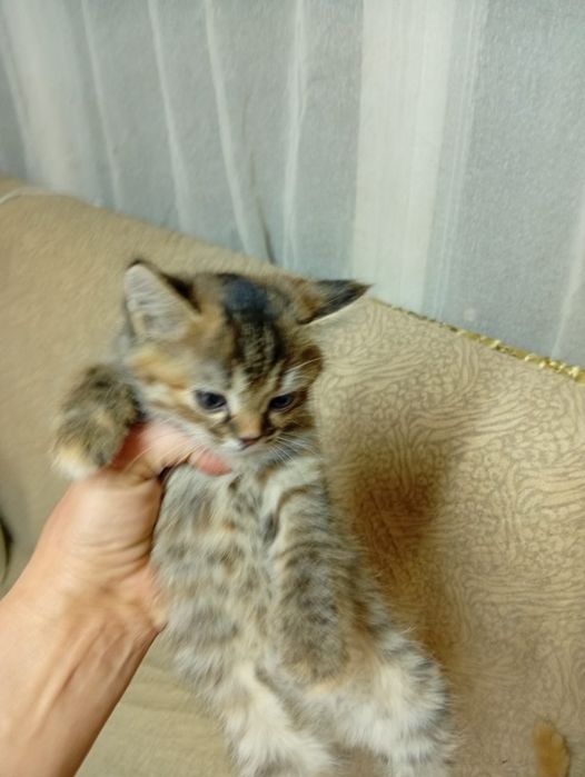 Отдам  Даром  Котят