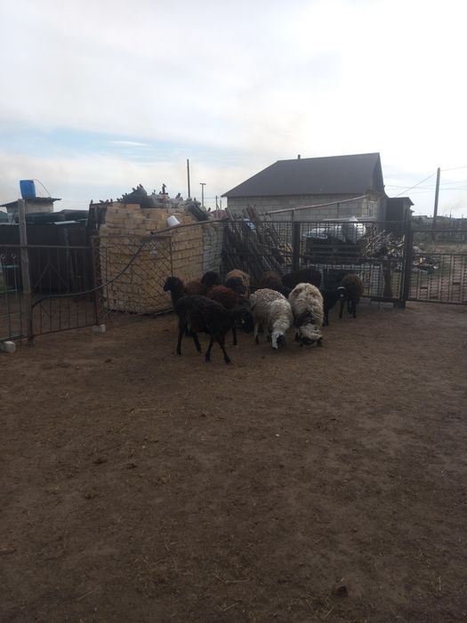 Продам баранов жирных