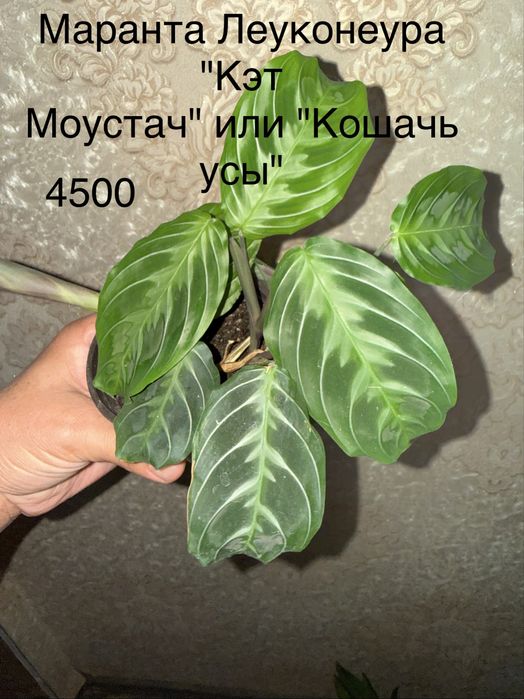 Маранты Лемон Лайм, Кошачь усы