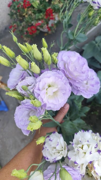 Корзинки с живой эустомой на подарок