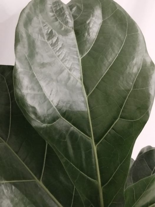 Фикус лирата с горшком