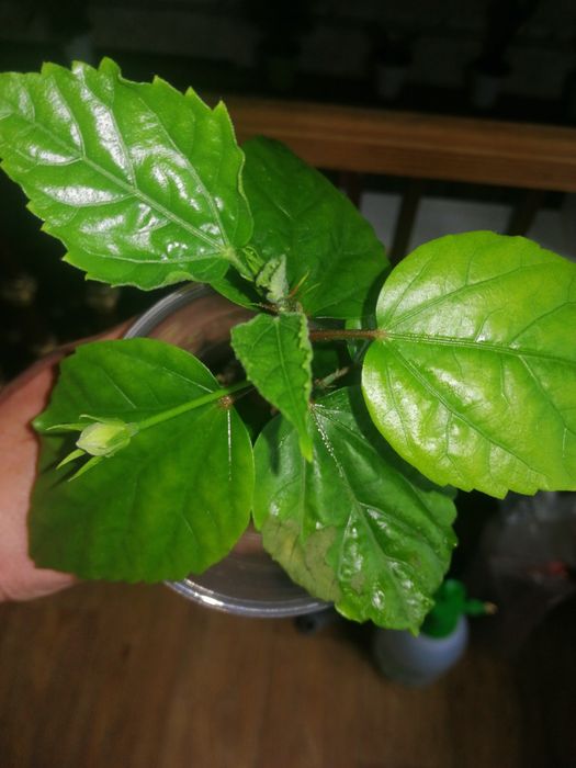 Цветы комнатные продам излишки