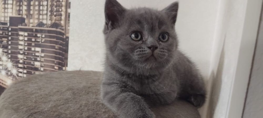 Шотландский котенок девочка