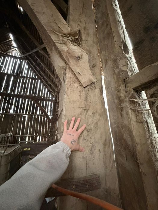 Sură din stejar masiv 1886