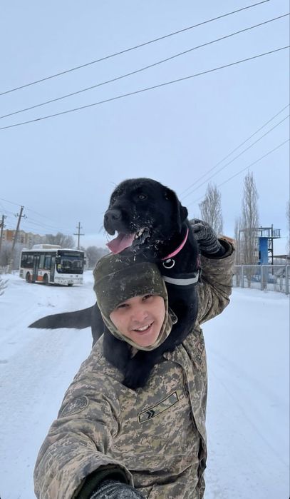 Дресировщик Собак