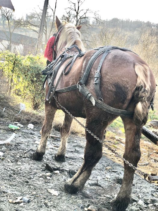 Vând minza de 3ani  in vatata la ham