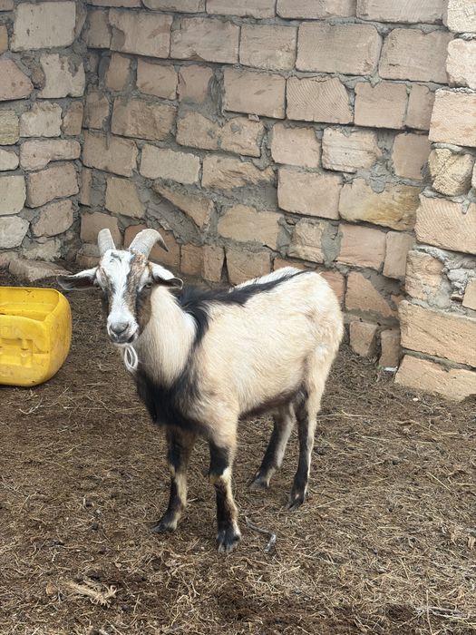 Продаётся молодой альпийский козёл