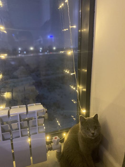 Британская кошка