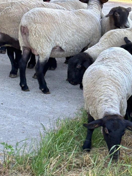 Oi sufolk origine Irlanda