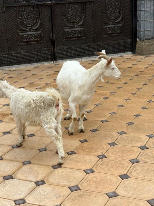 Продам козу с ягненком