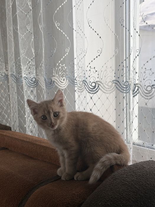 отдаем рыжих котят