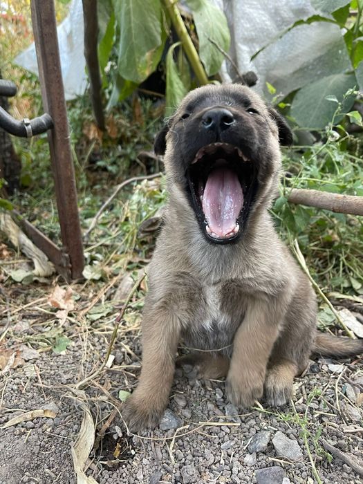 Отдам щенков в добрые руки