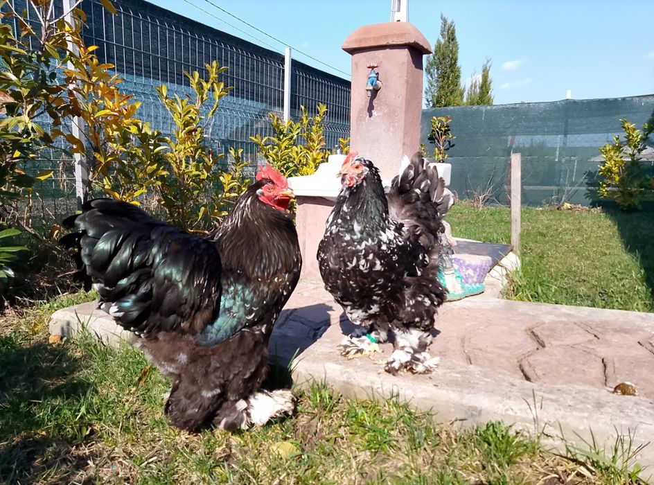 Pereche cochinchina negru bobat schimb cu porumbei  standard american sau king