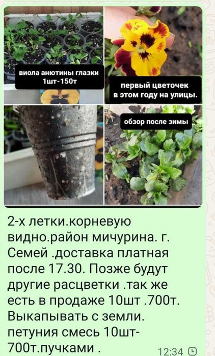 Уличные цветы.целозия .