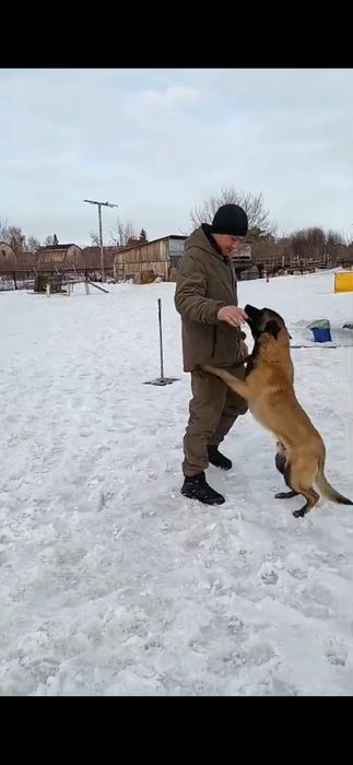 Бельгийская малинуа