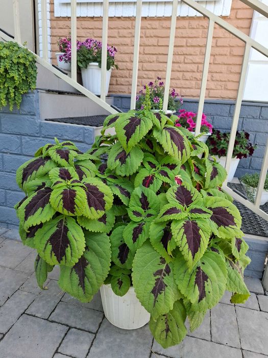 Колеусы вегетативные, семенные