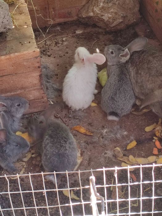 Кролики 2 месяц 2500 т