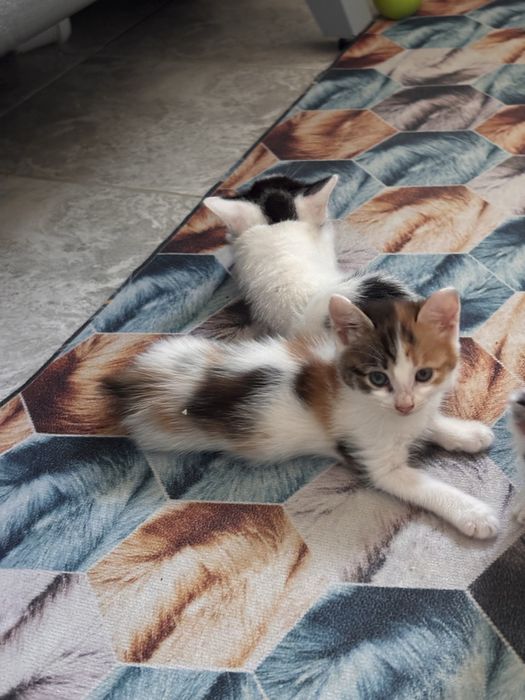 Котятки ищут дом
