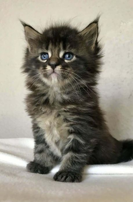 Maine Coon jucauss