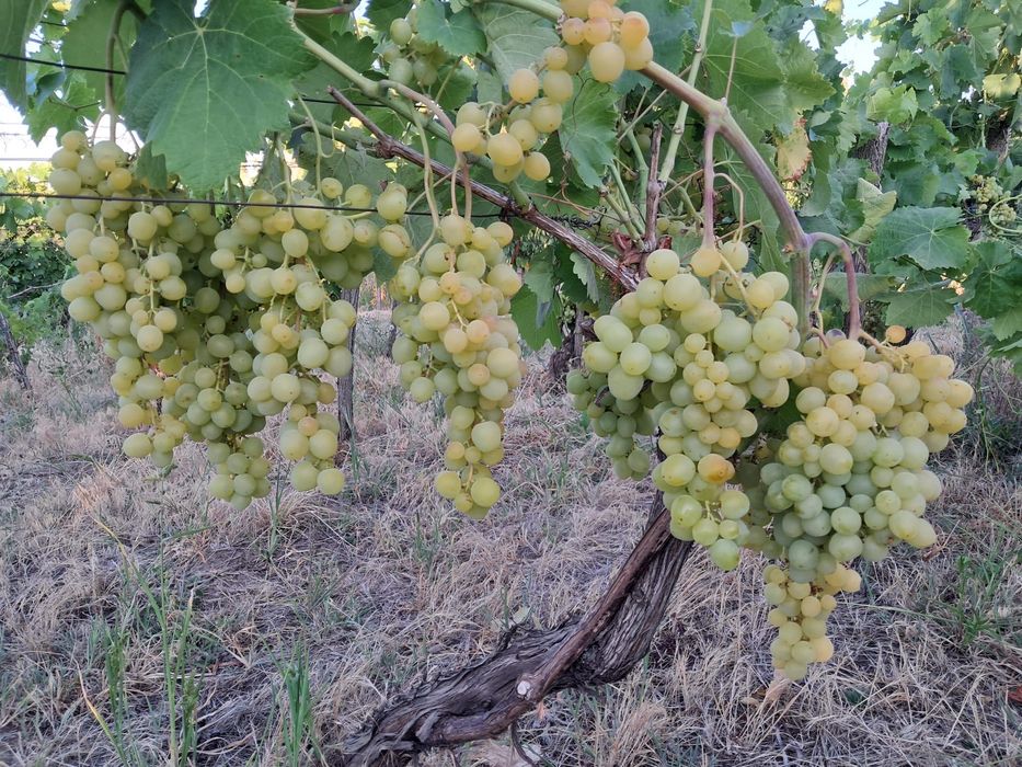 Struguri de masă soi perla timpurii
