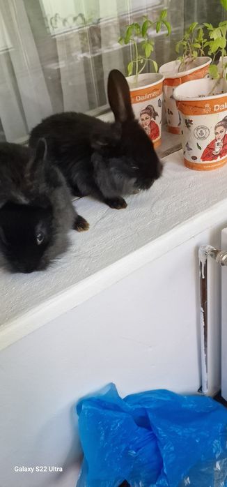 Iepuras pitici  cap leu