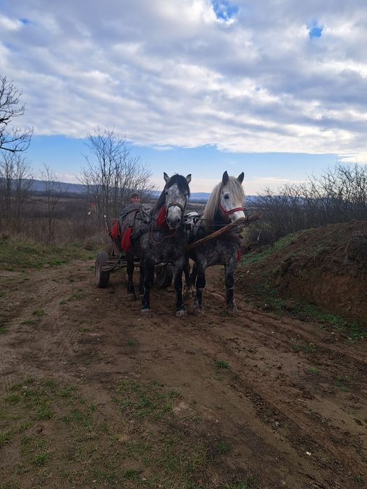 Vand 2 iepe una de 4 ani si una 5 gestante foarte bune la caruta