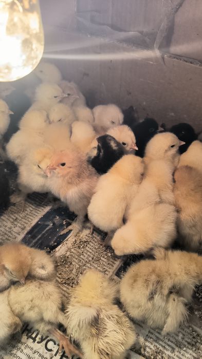 Продам клушки Брамы