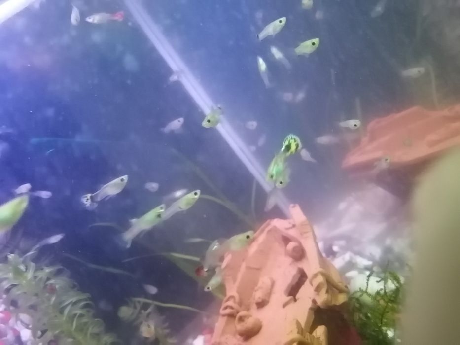 Гуппи и криветки.