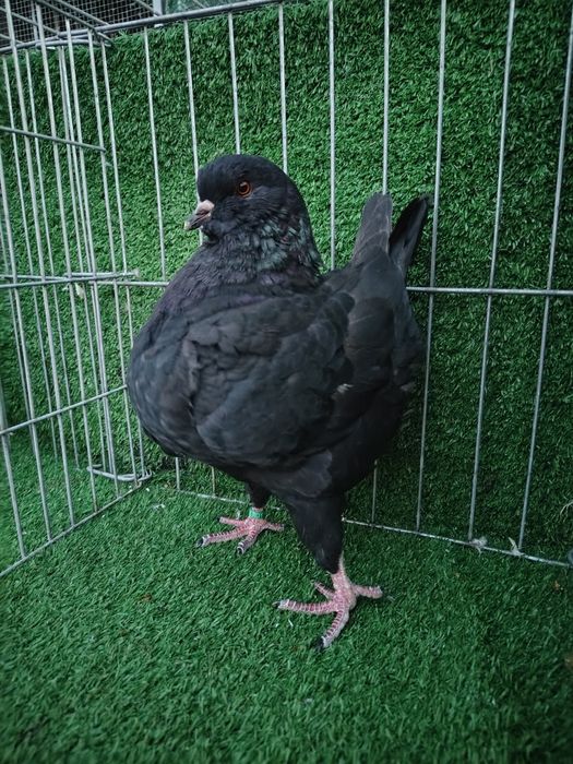 Vând porumbei kingi