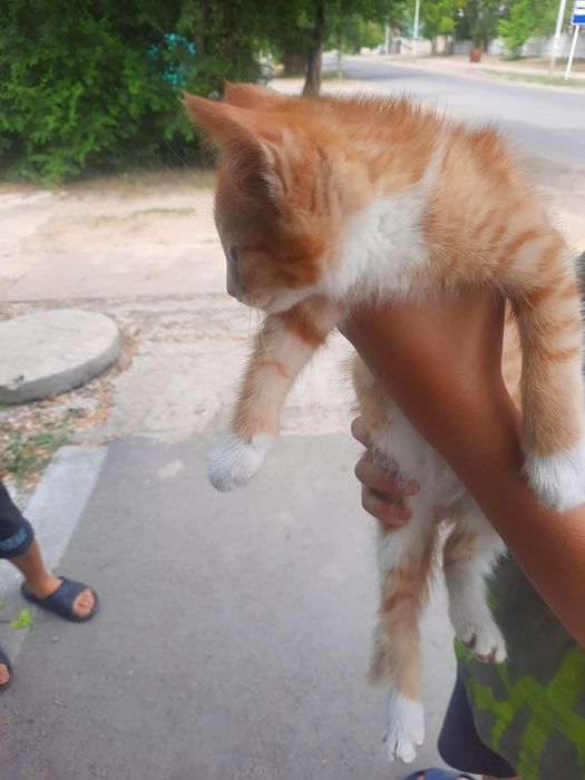 Отдам котёнка бесплатно