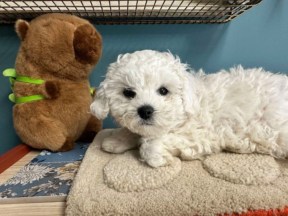 Бишон фризе момче