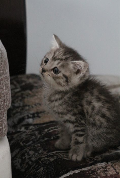 Котенок скоттиш страйт