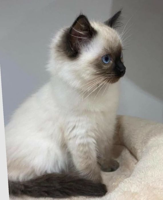 Birmanez rasă pură