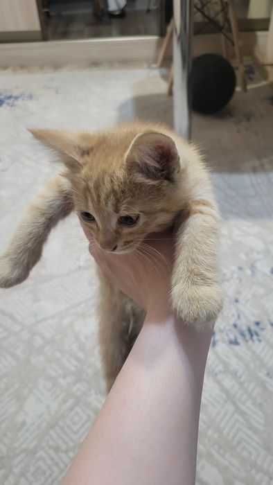 Отдам котенка в добрые руки