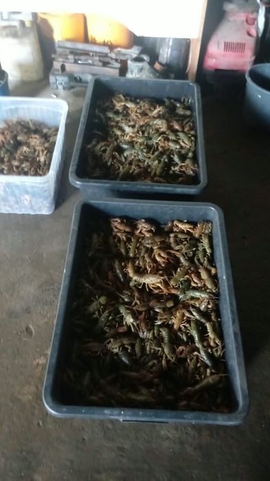 В продаже свежие Раки