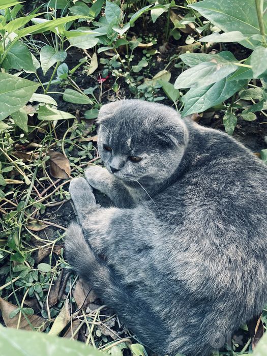 шотландский вислоухий котенок (скоттиш-фолд)