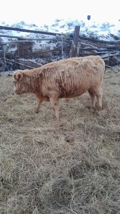 Продам телки потсос