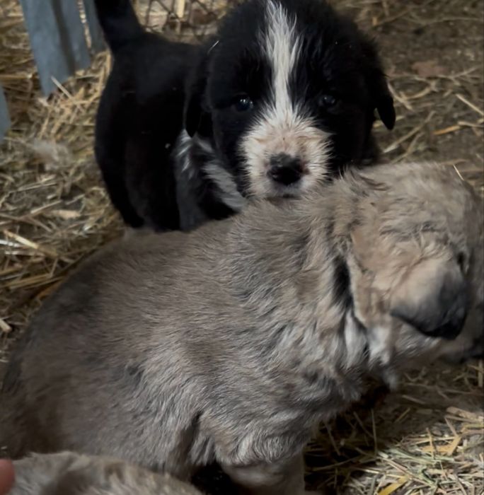 Donez catei 5-7 saptamani!